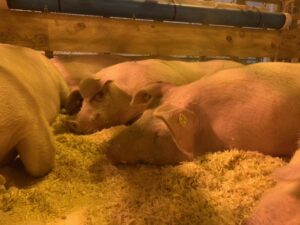 Pigs sleeping in pen.